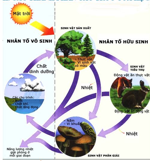 Lý thuyết Sinh học 10 Bài 3 (Kết nối tri thức): Các cấp độ tổ chức của thế giới sống (ảnh 4)