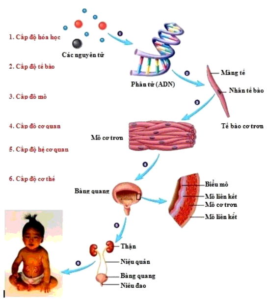 Lý thuyết Sinh học 10 Bài 3 (Kết nối tri thức): Các cấp độ tổ chức của thế giới sống (ảnh 5)