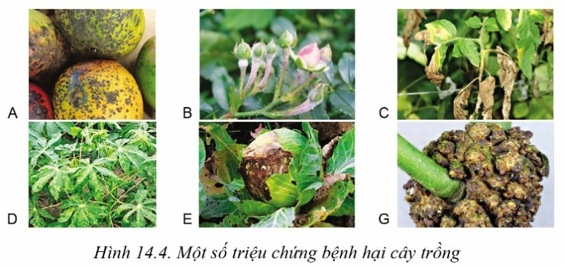 Công nghệ 10 Bài 14: Bệnh hại cây trồng | Cánh diều (ảnh 4)