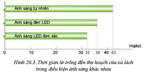 Công nghệ 10 Bài 20: Giới thiệu về trồng trọt công nghệ cao | Cánh diều (ảnh 3)