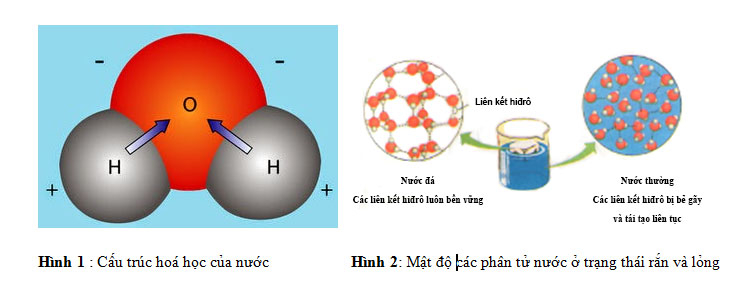 Lý thuyết Sinh học 10 Bài 4 (Kết nối tri thức): Các nguyên tố hóa học và nước (ảnh 7)