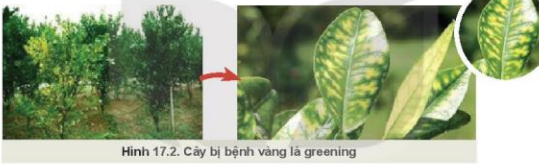 Lý thuyết Công Nghệ 10 Bài 17: Một số bệnh hại cây trồng thường gặp và biện pháp phòng trừ - Kết nối tri thức (ảnh 1)