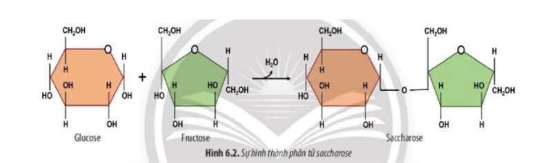 Lý thuyết Sinh học 10 Bài 6 (Chân trời sáng tạo): Các phân tử sinh học trong tế bào (ảnh 5)