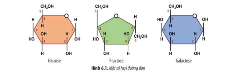 Lý thuyết Sinh học 10 Bài 6 (Chân trời sáng tạo): Các phân tử sinh học trong tế bào (ảnh 4)