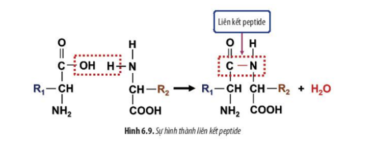 Lý thuyết Sinh học 10 Bài 6 (Chân trời sáng tạo): Các phân tử sinh học trong tế bào (ảnh 15)