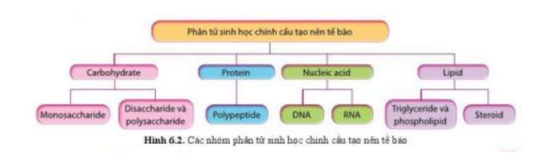 Lý thuyết Sinh học 10 Bài 6 (Cánh diều): Các phân tử sinh học (ảnh 2)