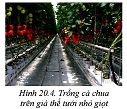 Công nghệ 10 Bài 20: Giới thiệu về trồng trọt công nghệ cao | Cánh diều (ảnh 6)
