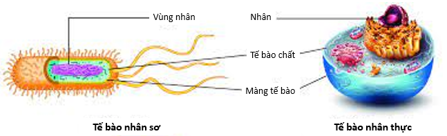 Lý thuyết Sinh học 10 Bài 8 (Chân trời sáng tạo): Tế bào nhân sơ (ảnh 1)