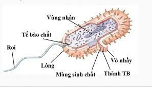 Lý thuyết Sinh học 10 Bài 8 (Chân trời sáng tạo): Tế bào nhân sơ (ảnh 7)