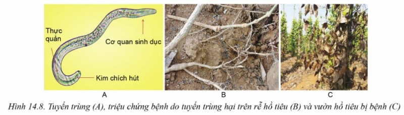 Công nghệ 10 Bài 14: Bệnh hại cây trồng | Cánh diều (ảnh 8)