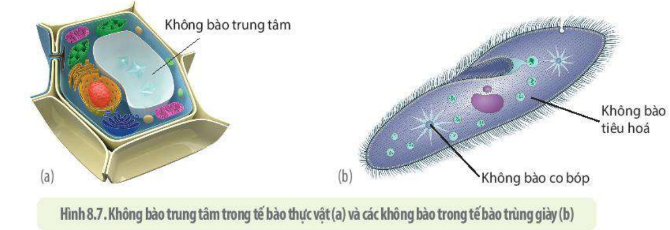 Lý thuyết Sinh học 10 Bài 9 (Chân trời sáng tạo): Tế bào nhân thực (ảnh 11)