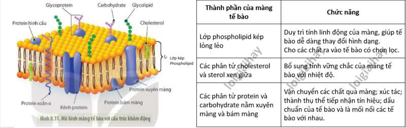 Lý thuyết Sinh học 10 Bài 9 (Chân trời sáng tạo): Tế bào nhân thực (ảnh 13)