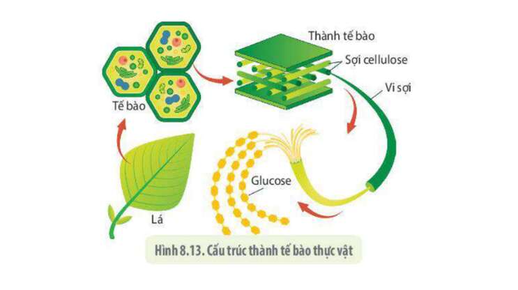 Lý thuyết Sinh học 10 Bài 8 (Kết nối tri thức): Tế bào nhân thực (ảnh 18)