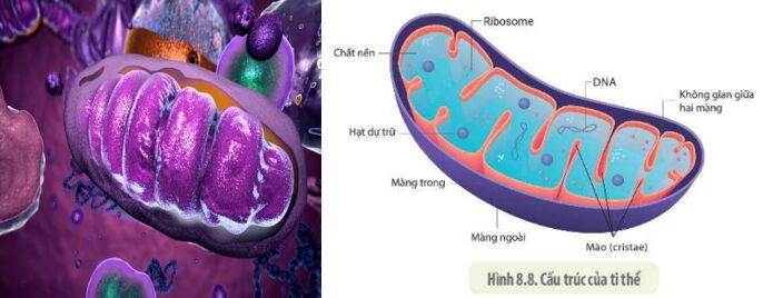 Lý thuyết Sinh học 10 Bài 8 (Kết nối tri thức): Tế bào nhân thực (ảnh 12)