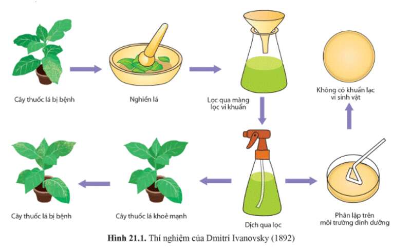 Giáo án Sinh học 10 Bài 21 (Cánh diều 2023): Khái niệm, cấu tạo và chu trình nhân lên của virus (ảnh 3)