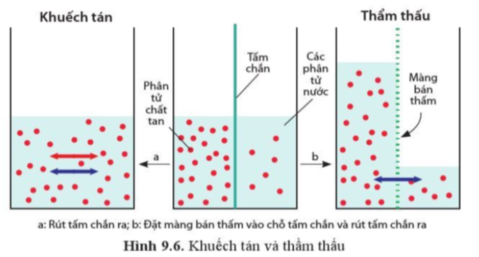 Sinh học 10 Bài 9: Trao đổi chất qua màng sinh chất | Giải Sinh 10 Cánh diều (ảnh 3)
