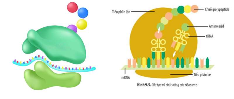 Lý thuyết Sinh học 10 Bài 9 (Chân trời sáng tạo): Tế bào nhân thực (ảnh 4)