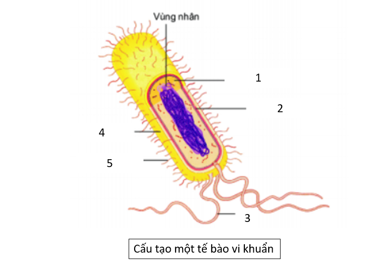 Bộ 10 đề thi giữa kì 1 Sinh học 10 Chân trời sáng tạo có đáp án năm 2023 (ảnh 1)