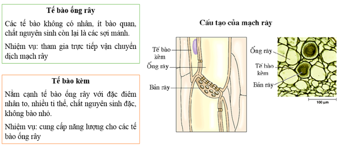 Giải Sinh học 11 Bài 2: Khí hậu châu Á (ảnh 3)