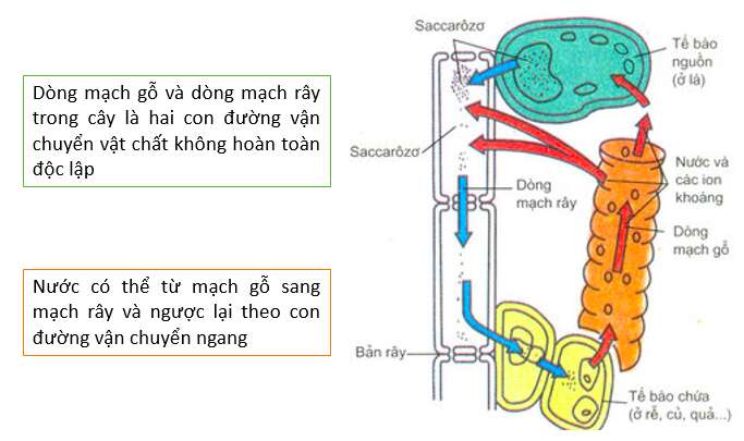 Giải Sinh học 11 Bài 2: Khí hậu châu Á (ảnh 4)