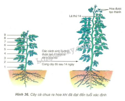 Giải Sinh học 11 Bài 2: Khí hậu châu Á (ảnh 1)