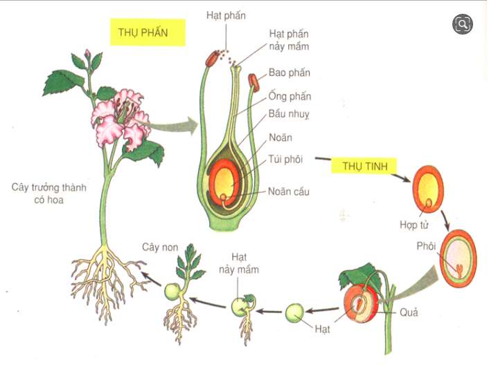 Giải Sinh học 11 Bài 2: Khí hậu châu Á (ảnh 2)