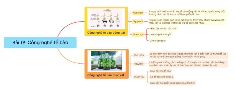 Lý thuyết Sinh học 10 Bài 16 (Cánh diều): Công nghệ tế bào (ảnh 11)