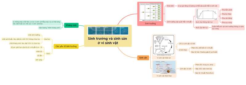 Lý thuyết Sinh học 10 Bài 25 (Chân trời sáng tạo): Sinh trưởng và sinh sản ở vi sinh vật (ảnh 10)