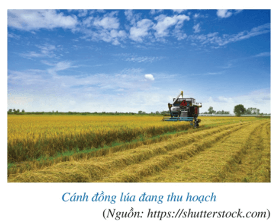 Giáo án Toán 8 Bài 3: Hàm số bậc nhất y = ax + b (a ≠ 0) | Cánh diều