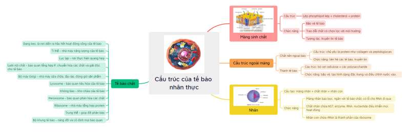 Lý thuyết Sinh học 10 Bài 8 (Kết nối tri thức): Tế bào nhân thực (ảnh 1)