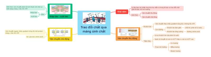 Lý thuyết Sinh học 10 Bài 9 (Cánh diều): Trao đổi chất qua màng sinh chất (ảnh 10)