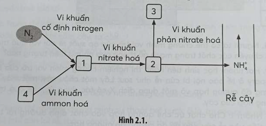 Quá trình chuyển hoá nitrogen trong tự nhiên được mô tả như sơ đồ Hình 2.1 (ảnh 1)