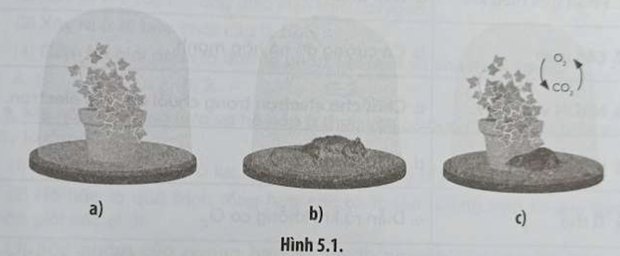 Một nhà khoa học đã tiến hành một thí nghiệm Mục đích của thí nghiệm này là gì (ảnh 1)