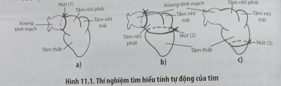 Để chứng minh tính tự động của tim ếch, người ta dùng chỉ thắt ba nút ở các  (ảnh 1)