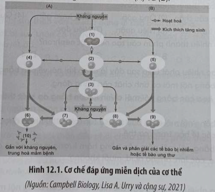 Hãy hoàn thành các chú thích trong Hình 12.1 (ảnh 1)