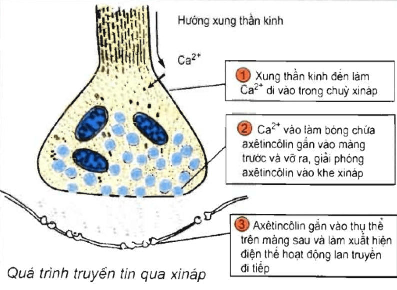 [Năm 2022] Đề thi Giữa kì 2 Sinh học lớp 11 có đáp án (6 đề)