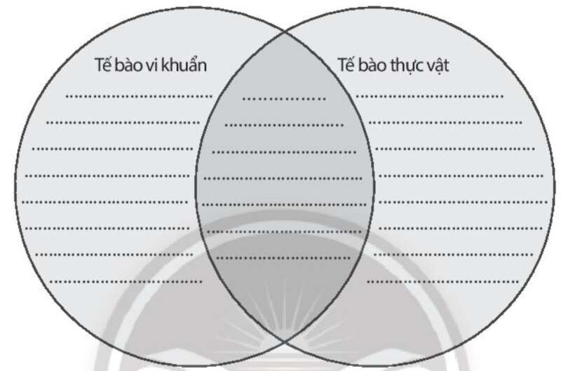 Sách bài tập Sinh học 10 Bài 9 (Chân trời sáng tạo): Tế bào nhân thực (ảnh 5)