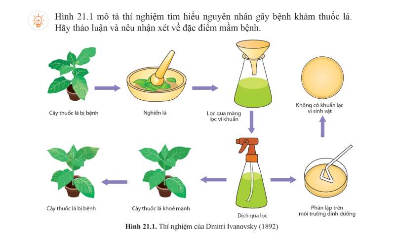 Sinh học 10 Bài 21: Khái niệm, cấu tạo và chu trình nhân lên củ virus | Giải Sinh 10 Cánh diều (ảnh 1)