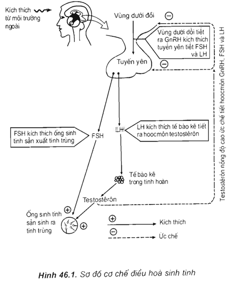 Lý thuyết Sinh học 11 Bài 46: Cơ chế điều hòa sinh sản | Lý thuyết Sinh học 11 đầy đủ, chi tiết nhất