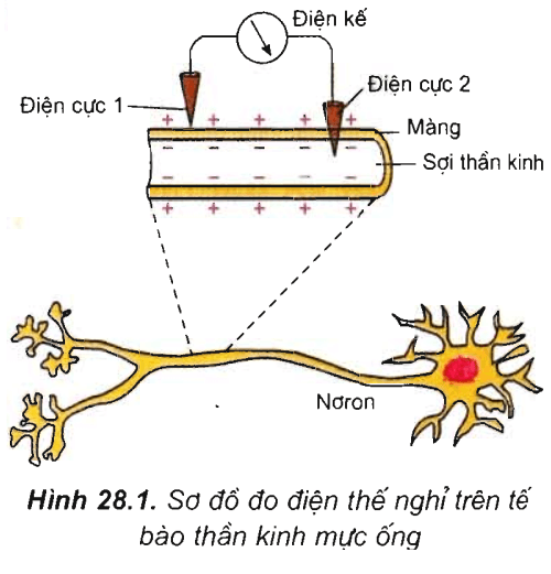 Lý thuyết Sinh học 11 Bài 28: Điện thế nghỉ | Lý thuyết Sinh học 11 đầy đủ, chi tiết nhất