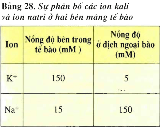 Lý thuyết Sinh học 11 Bài 28: Điện thế nghỉ | Lý thuyết Sinh học 11 đầy đủ, chi tiết nhất