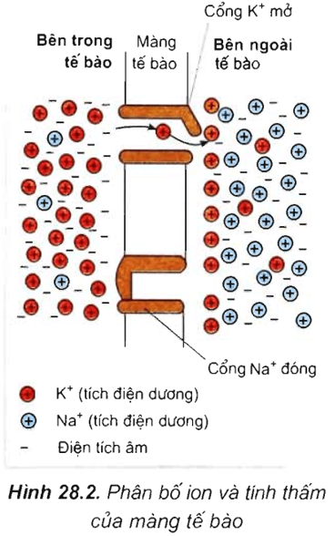 Lý thuyết Sinh học 11 Bài 28: Điện thế nghỉ | Lý thuyết Sinh học 11 đầy đủ, chi tiết nhất