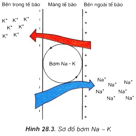 Lý thuyết Sinh học 11 Bài 28: Điện thế nghỉ | Lý thuyết Sinh học 11 đầy đủ, chi tiết nhất