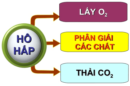 Lý thuyết Sinh học 11 Bài 17: Hô hấp ở động vật | Lý thuyết Sinh học 11 đầy đủ, chi tiết nhất