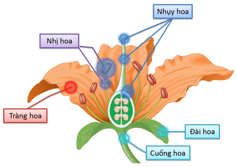 Lý thuyết Sinh học 11 Bài 42: Sinh sản hữu tính ở thực vật | Lý thuyết Sinh học 11 đầy đủ, chi tiết nhất