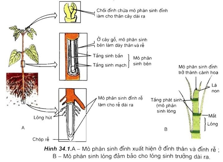 Lý thuyết Sinh học 11 Bài 34: Sinh trưởng ở thực vật | Lý thuyết Sinh học 11 đầy đủ, chi tiết nhất