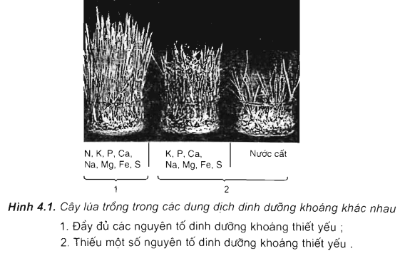 Lý thuyết Sinh học 11 Bài 4: Vai trò của các nguyên tố khoáng | Lý thuyết Sinh học 11 đầy đủ, chi tiết nhất