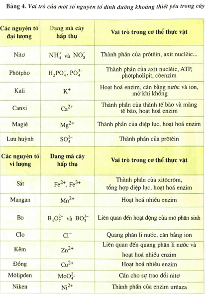 Lý thuyết Sinh học 11 Bài 4: Vai trò của các nguyên tố khoáng | Lý thuyết Sinh học 11 đầy đủ, chi tiết nhất