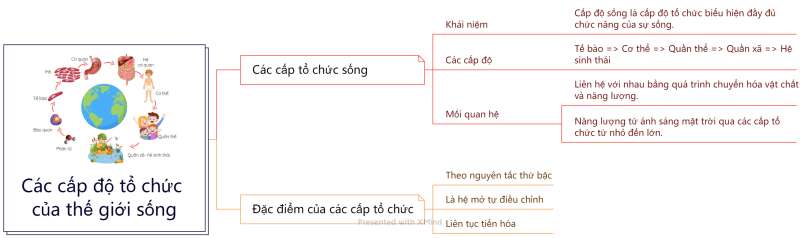 Lý thuyết Sinh học 10 Bài 3 (Kết nối tri thức): Các cấp độ tổ chức của thế giới sống (ảnh 1)