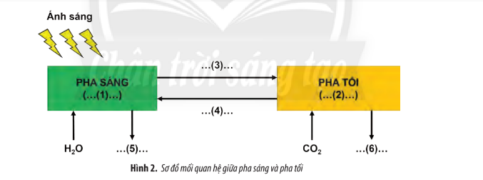 Sinh học 10 Ôn tập chương 3 | Giải Sinh 10 Chân trời sáng tạo (ảnh 3)